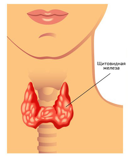 Щитовидная железа в норме